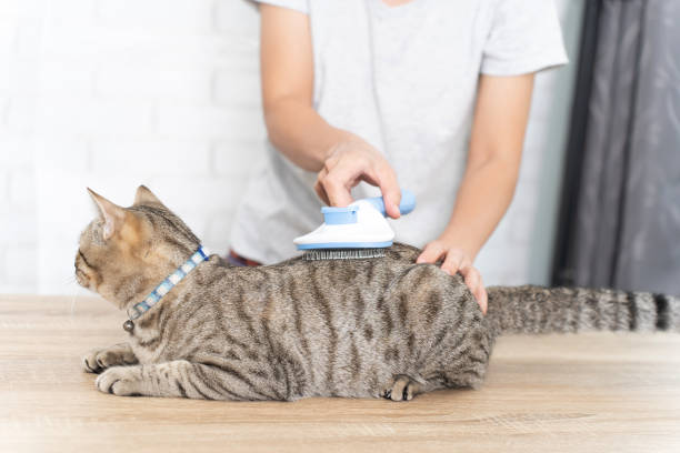 istock Woman combing cat with brush,close up comb. 1418762448