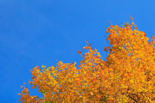 Orange-yellow autumn leafs on blue sky background