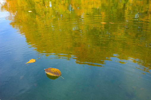 Yellow tree leaves floating on water with  autumn reflections