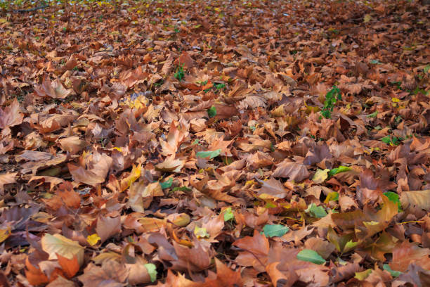 istock Dried autumn leaves, background 1418763329