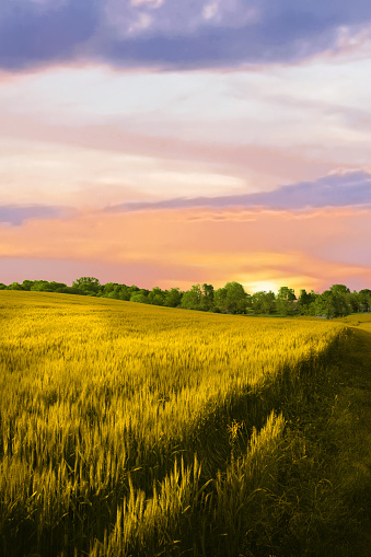 Wheat field in early morning-Hamilton County, Indiana