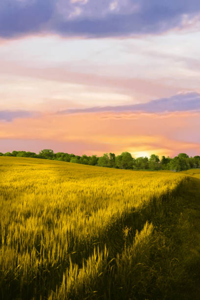 Wheat field in early morning-Hamilton County, Indiana stock photo