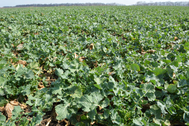 istock In the autumn field grows winter rape 1418768001