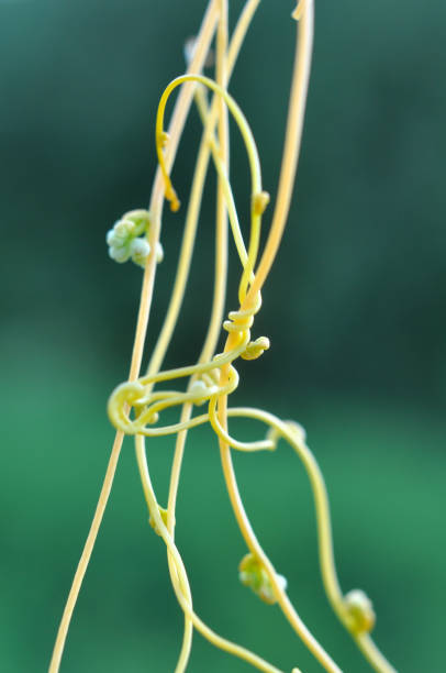 The parasitic plant cuscuta grows in the field among crops