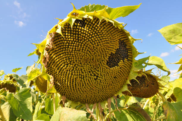 istock In the field ripens sunflower 1418768166