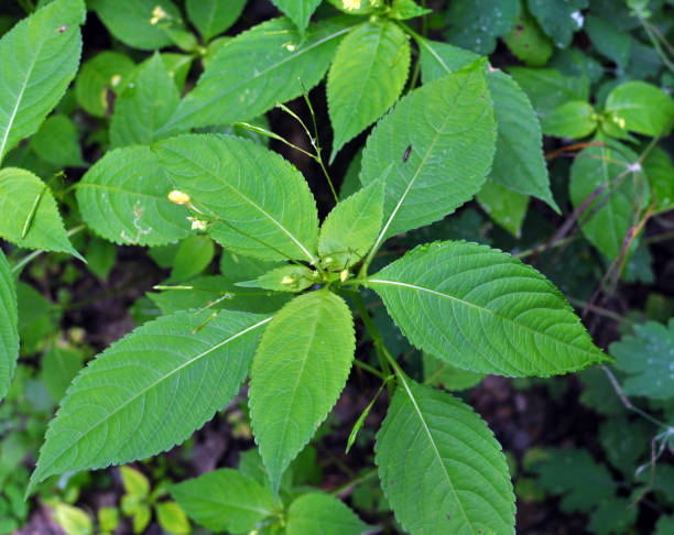 istock Impatiens parviflora grows in the wild 1418770586