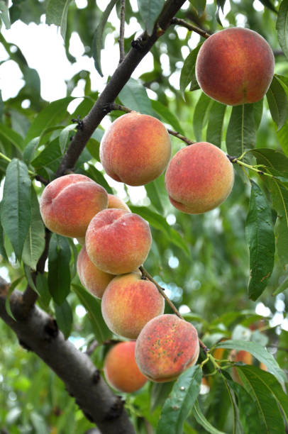 istock On the tree branch ripe peach fruits 1418770633