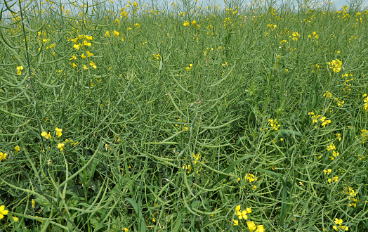 Close up on rapeseed blooming with yellow rapsflowers on field panorama