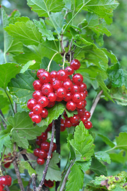 istock On the bush berries are ripe red currant 1418770954