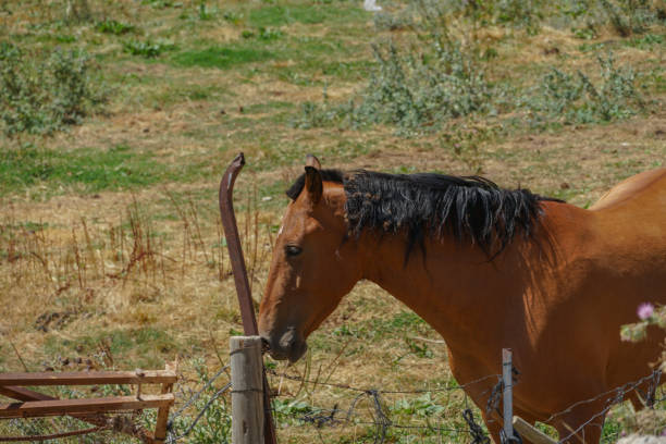 istock Brown Horse in a pen on a sunny day 1418771715