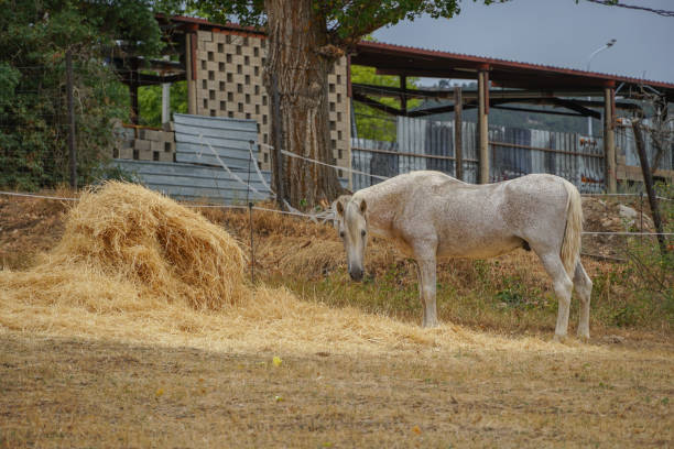 Purebred white horse in a pen completely covered with straw floor Purebred white horse in a pen completely covered with straw floor uffington horse stock pictures, royalty-free photos & images
