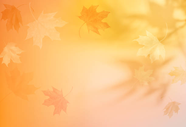 istock Autumn blurred background with shadow of the maple tree leaves on a wall. Abstract Autumnal scene. 1418773593