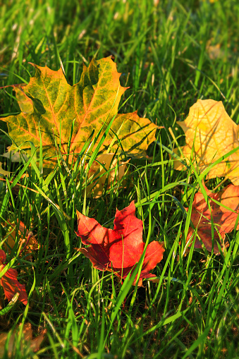 First Autumn Leaves on green grass in park. Autumn scene with falled leaves in sunny day. Colorful maple leaves.