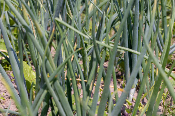 istock Green onions on the field in the summer 1418773753