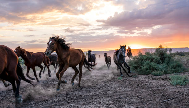 cavalli selvaggi al galoppo nel deserto - fauna selvatica foto e immagini stock