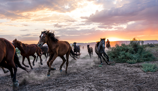 istock Galloping wild horses in the wilderness 1418776265