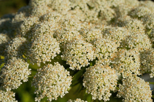Close-up of a lot of cute little flowers in the garden