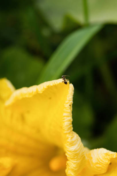istock Black ant on a yellow flower 1418781962