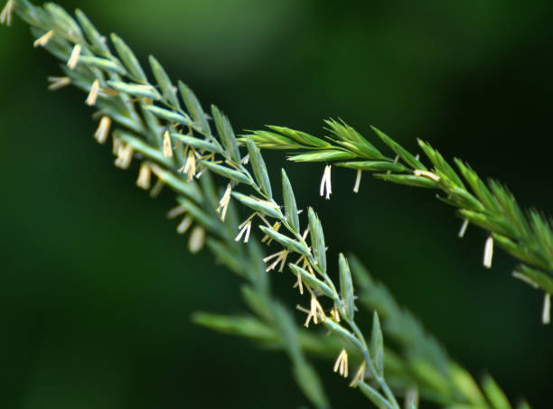 istock In the meadow growing cereal plant grass Elymus repens 1418781969
