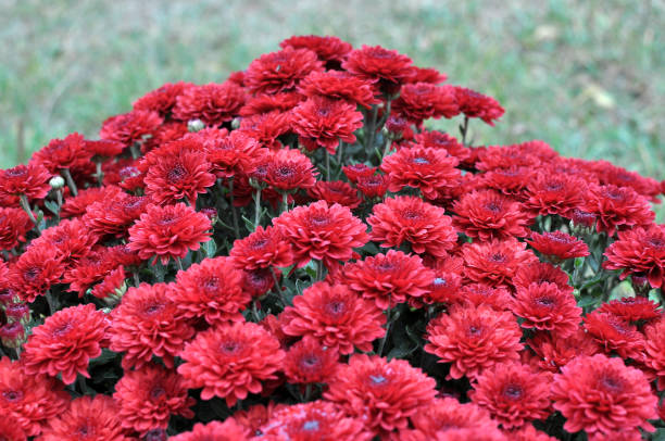 istock Autumn bloom of chrysanthemum 1418782512