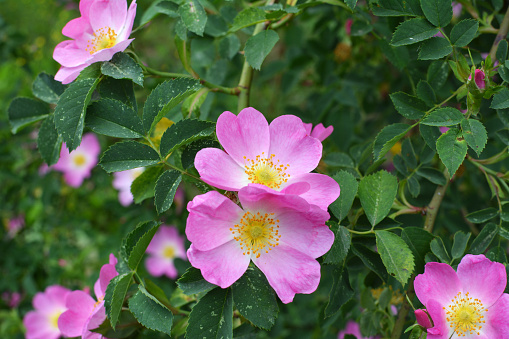 In the spring, wild rose bush blooms