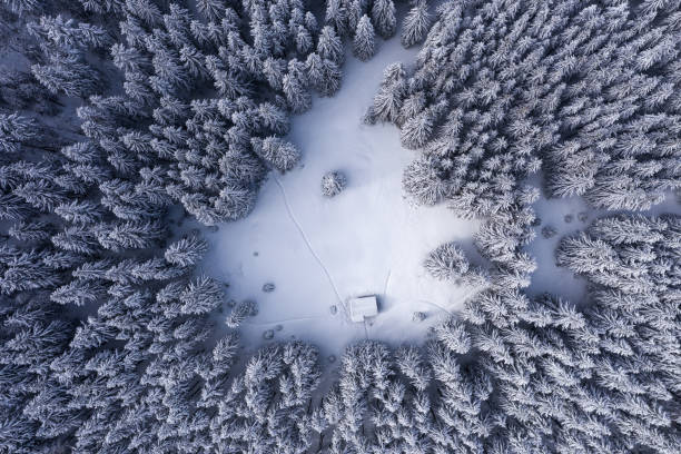 vista de dron. vista aérea del bosque blanco de invierno cubierto de nieve. paisaje en la mañana fría. cabaña de madera en el césped. árboles en los ventisqueros. complejo turístico cárpatos, ucrania, europa. - noble fir fotografías e imágenes de stock