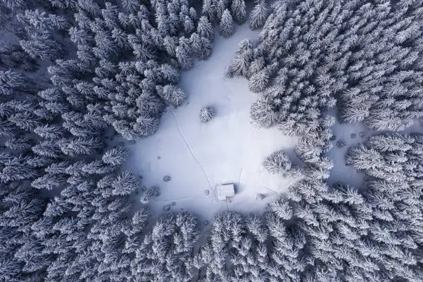Drone view. Aerial view of white winter forest covered in snow. Landscape on the cold morning. Wooden hut on the lawn. Trees in the snowdrifts. Touristic resort Carpathian, Ukraine, Europe.