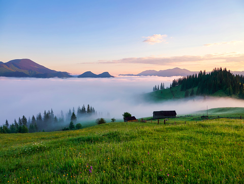 Landscape with high mountains. Fields and meadow are covered with morning fog and dew. Sunrise. Forest of the pine trees. The early morning mist. Touristic place. Natural scenery.