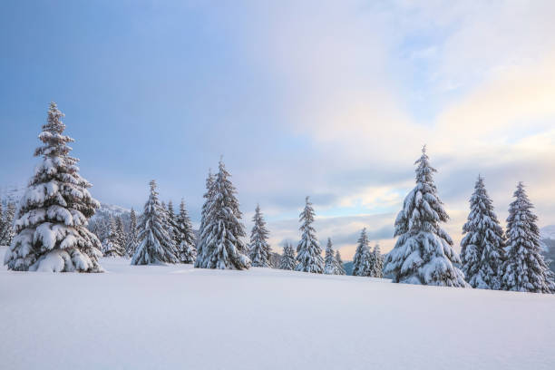 パノラマビュー。冬の風景。クリスマスのワンダーランド。魔法の森。雪の漂流の中で霜の木で覆われた牧草地。雪の壁紙の背景。 - tree area 写真 ストックフォトと画像