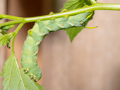 A Tobacco hornworm caterpillar (Manduca sexta) feeds on a tomatillo plant in the vegetable garden.