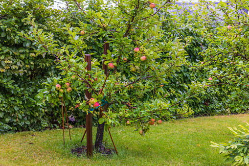 Beautiful view of apple tree in garden on rainy summer day.