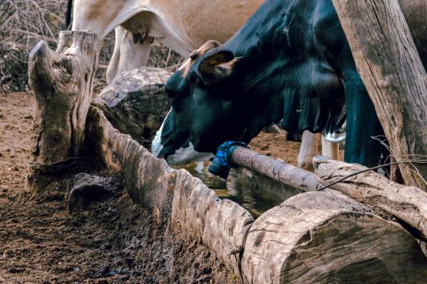 istock Cattle drinking water from wooden bowl under sunlight 1418792883