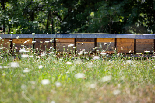 row of wooden beehives and summer flowers in grass