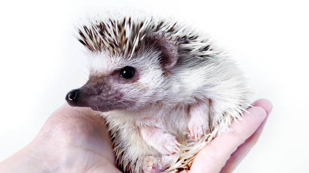 Hands stroking little African hedgehog, domestic pet, on white background stock photo