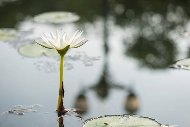 istock White water lily or lotus on pond with small flying bee on pond 1418797327