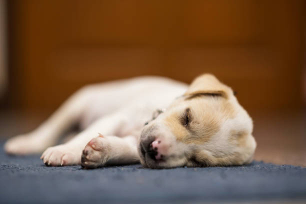 istock cute sleeping puppy on blue carpet inside home 1418797375