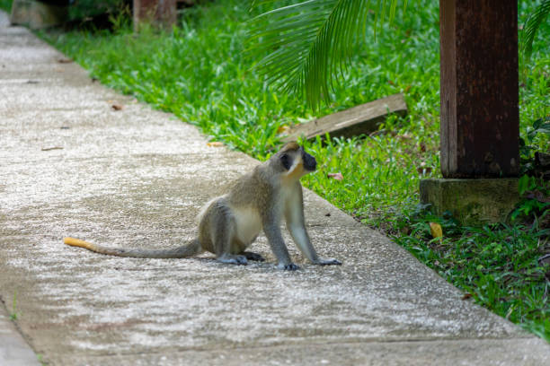 istock Green monkey in nature- monkeys from Barbados. 1418797624
