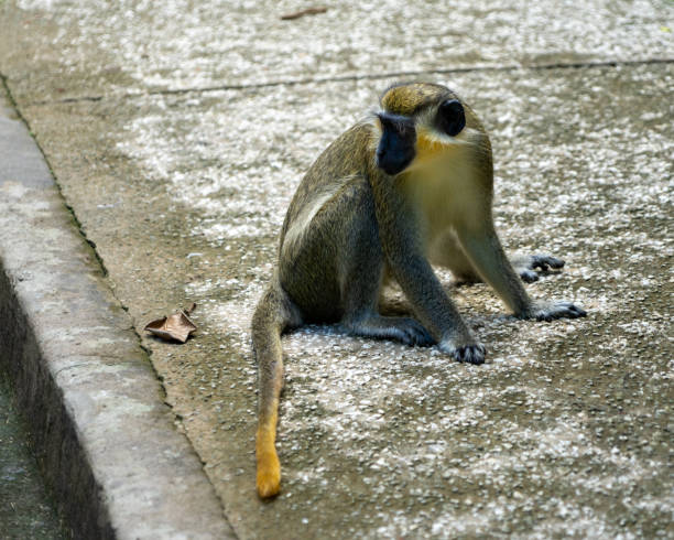 istock Green monkey in nature- monkeys from Barbados. 1418797658