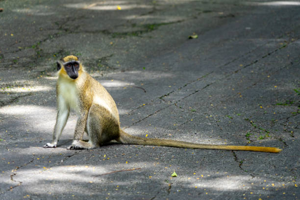Green monkey in nature- monkeys from Barbados.