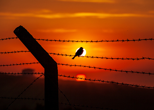 sparrow at wire