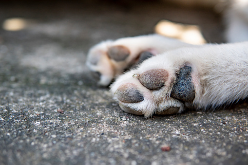 Image of dog paws on asphalt. Close up picture