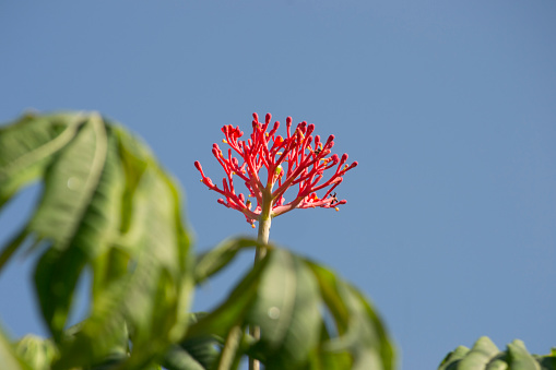 In the photo the plant known as Coral flower (Jatropha multifida), from the Euphorbiaceae family, in the blue sky background.