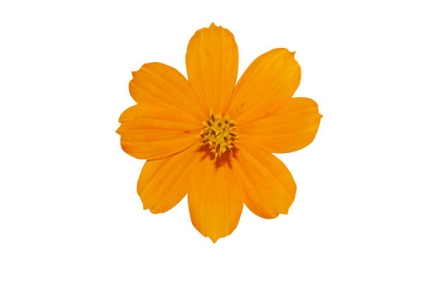 istock Orange flower isolated on white background 1418799283