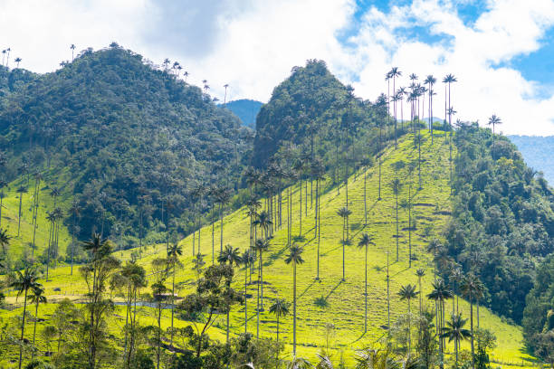 the palm trees at cocora valley are considered the tallest in the world - salento imagens e fotografias de stock