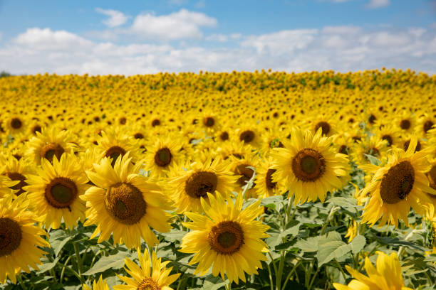 campos de girassol - flower sunflower field landscaped - fotografias e filmes do acervo