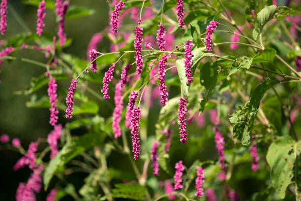 Persicaria orientalis in blossom