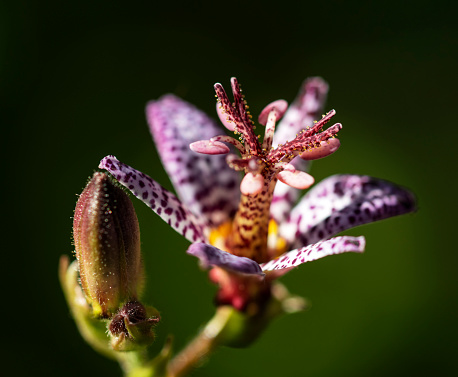 Toad lily