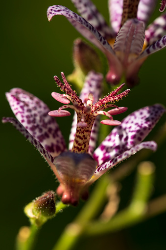 Toad lily