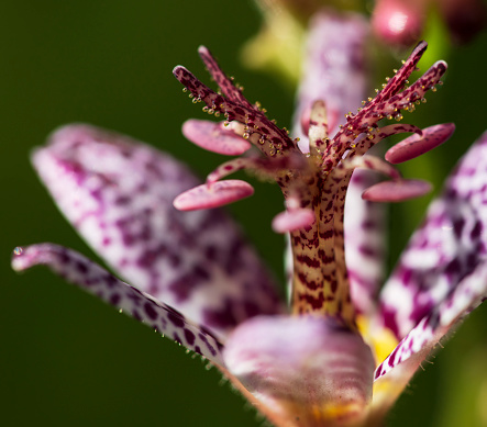 Toad lily