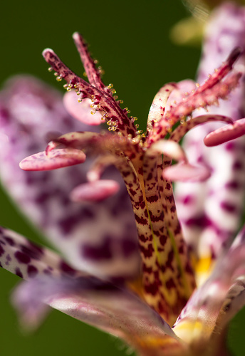 Toad lily